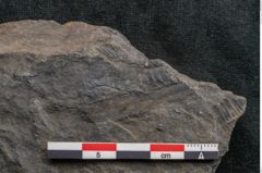 Foto (Detailansicht) von Plantae indet.  (NHMW-GEO-2024-0188-11526)